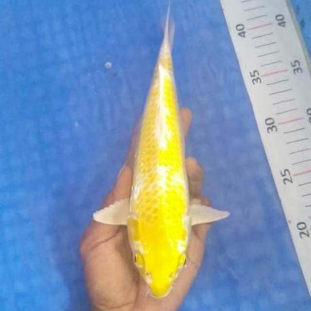 KANG HARI