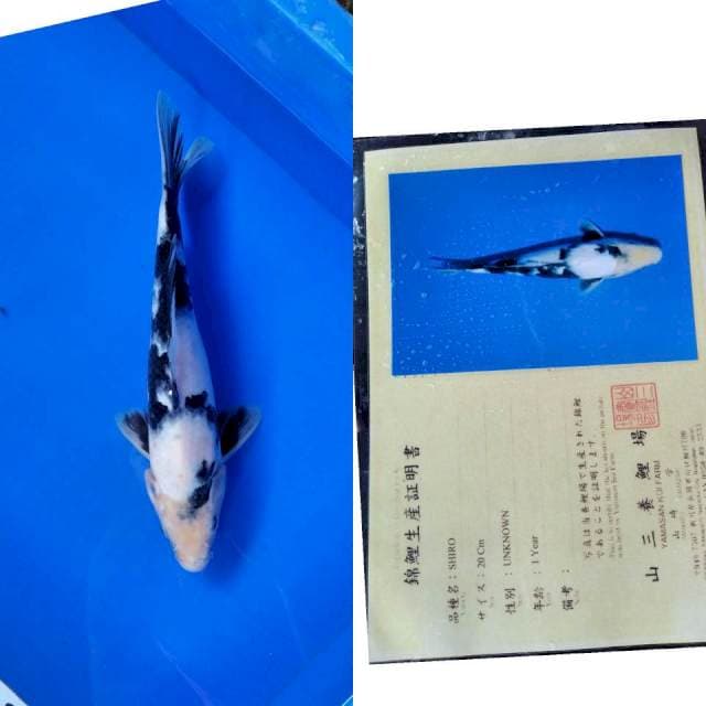 Shiro import yamasan