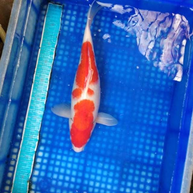 Nindan kohaku 40up
