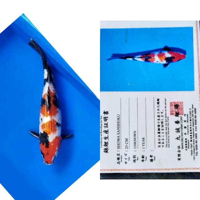 Showa import marusei
