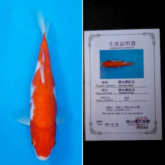 Momotaro kohaku 25cm sertifikat