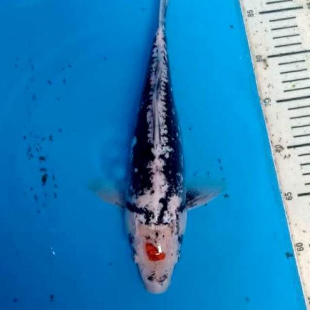 Garangan