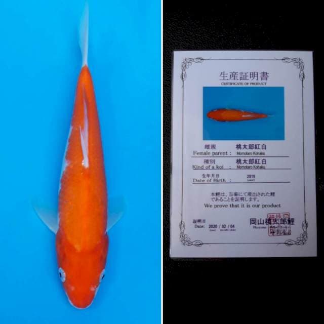 Momotaro kohaku 25cm sertifikat
