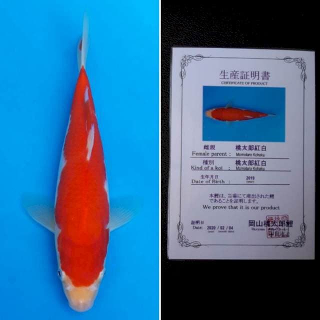 Momotaro kohaku 25cm sertifikat