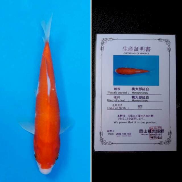 Momotaro kohaku 20cm sertifikat