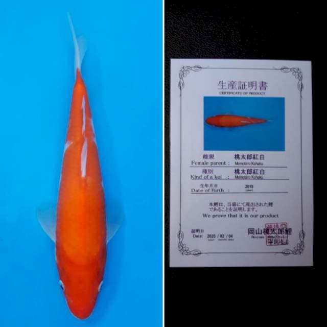 Momotaro kohaku 25cm sertifikat