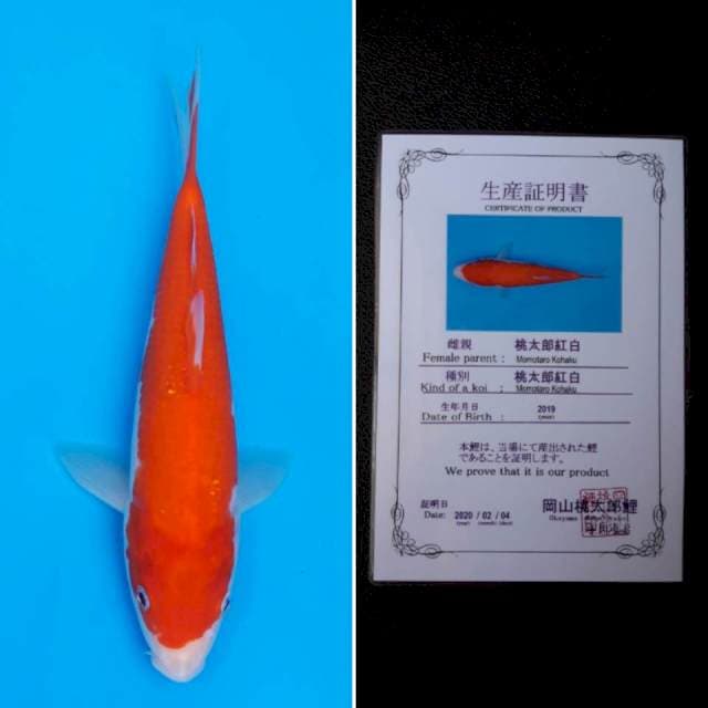 Momotaro kohaku 23cm sertifikat
