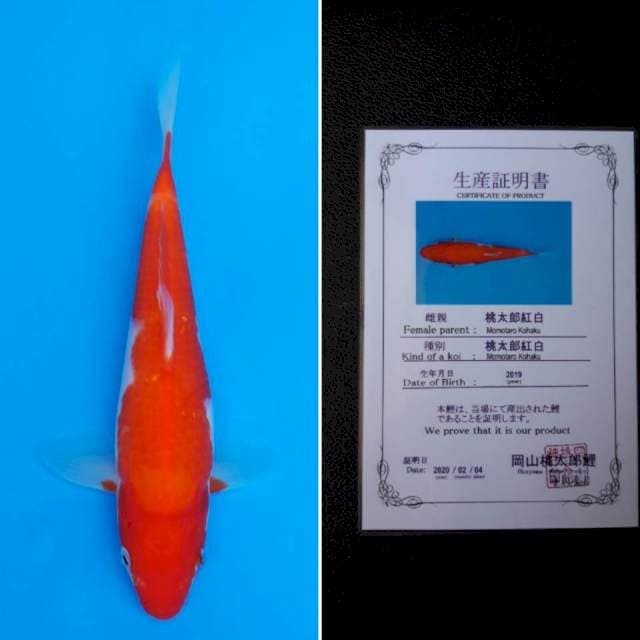 Momotaro kohaku 22cm sertifikat