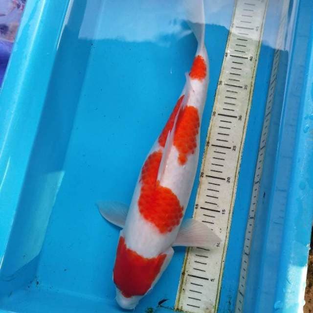 Yondan premium 49cm