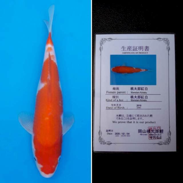 Momotaro kohaku 25cm sertifikat