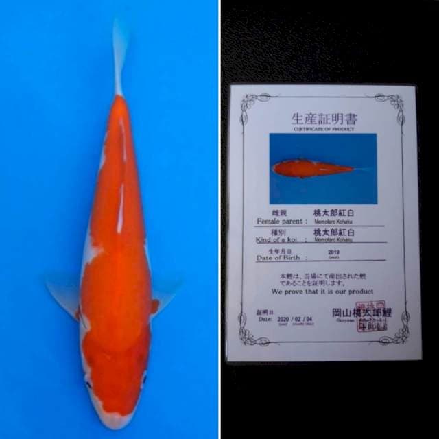 Momotaro kohaku 28cm sertifikat