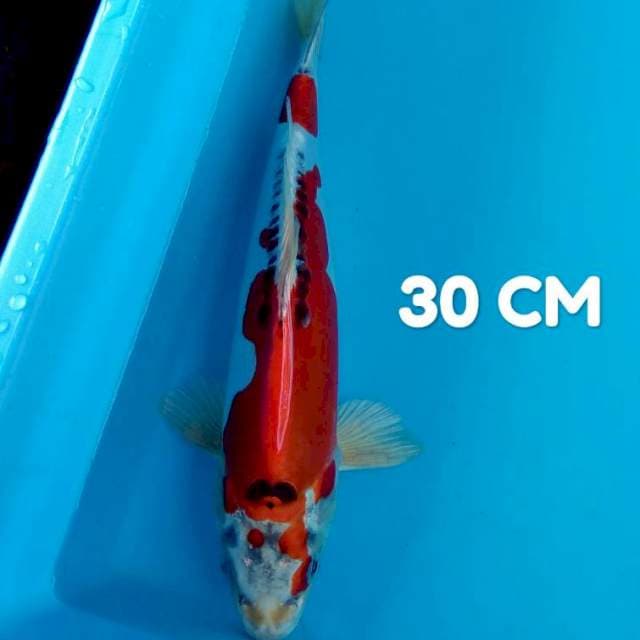 Strong. 30 CM