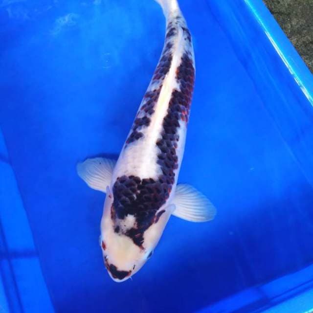 Budo jumbo 50cm