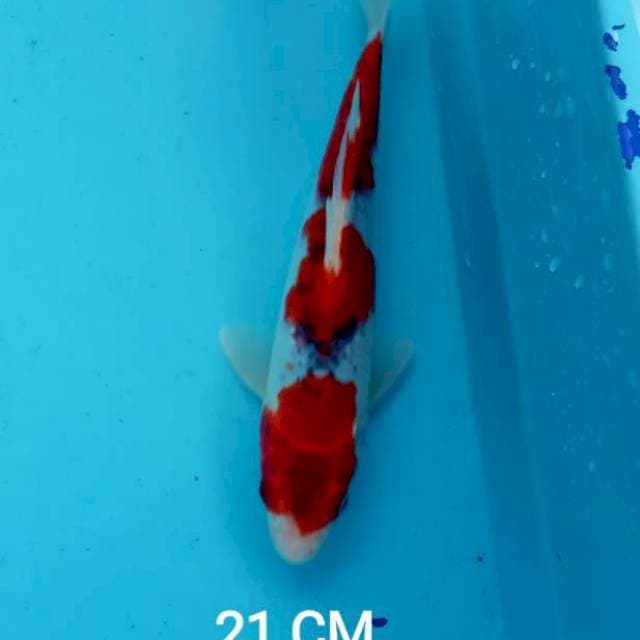 Goshiki 21 cm