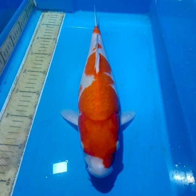Kohaku