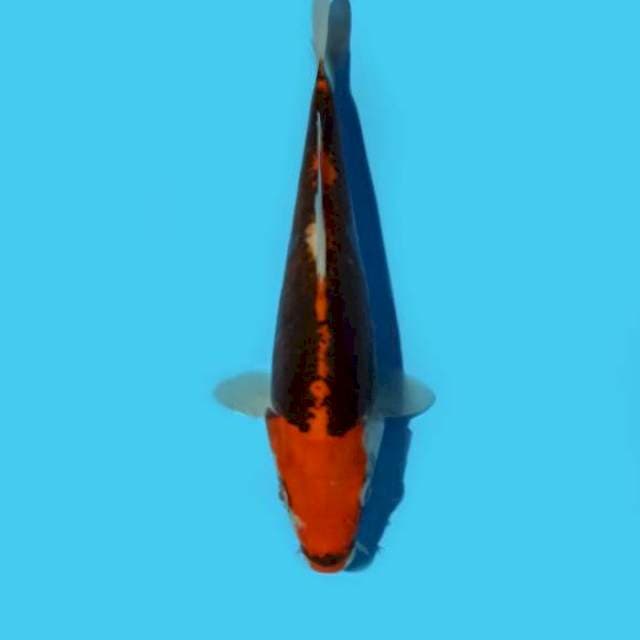 ND LIGHT KUMON 21CM
