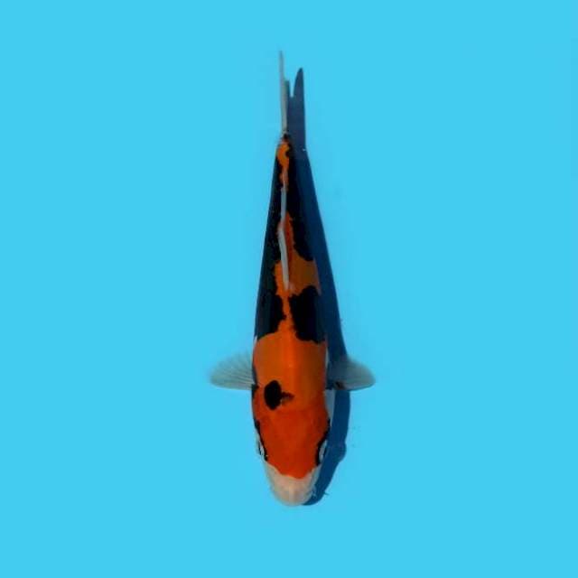 Beni Kumon 19 cm