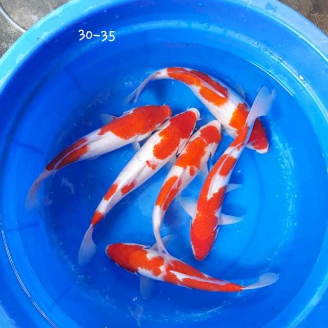 Paket 6 ekor 30-35 cm Free Ongkir Jawa bali