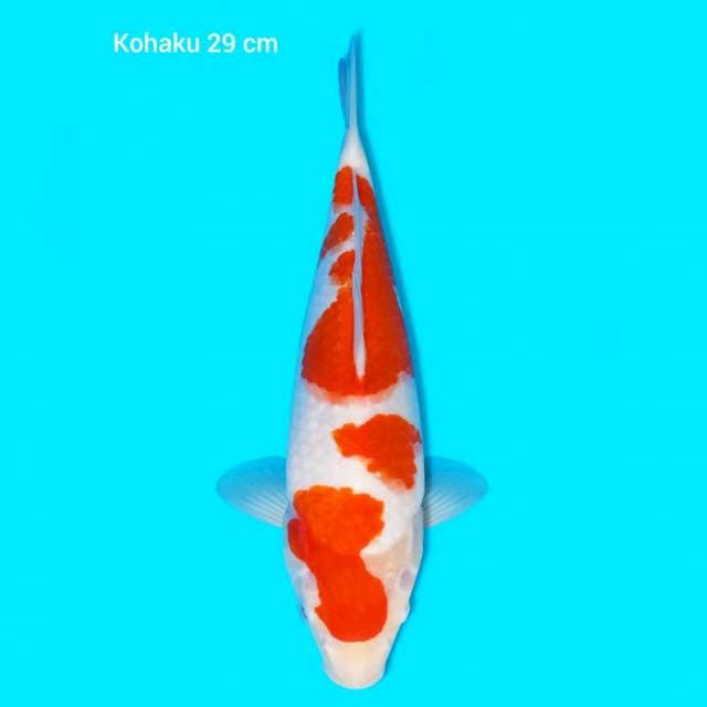 Kohaku 29 cm