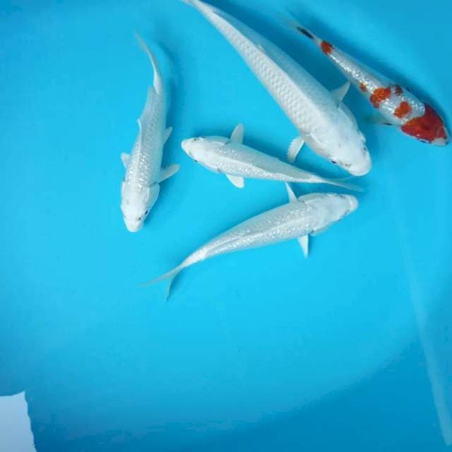 salju