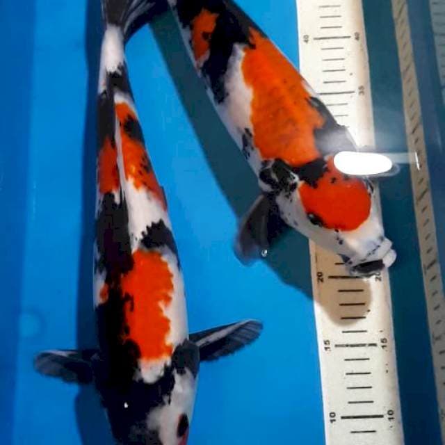 KINDAI SHOWA 41&42 CM
