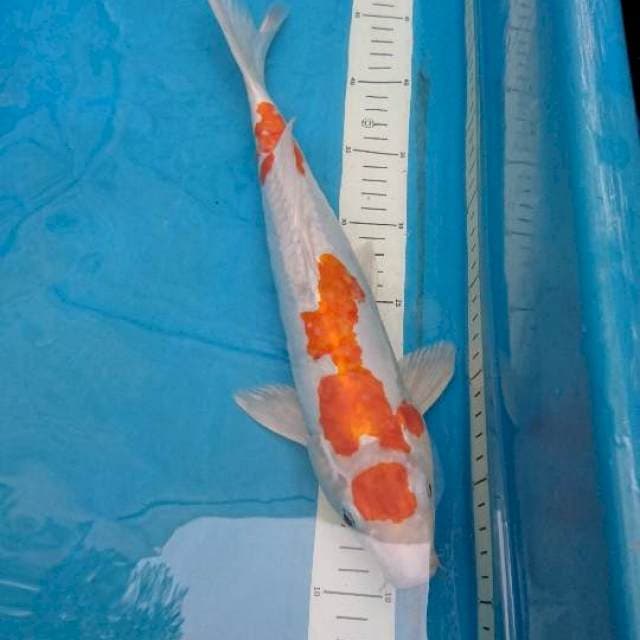 Kikusui jantan 35cm