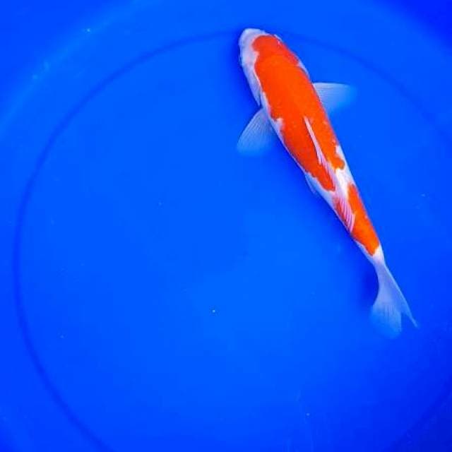 Kohaku 24 cm