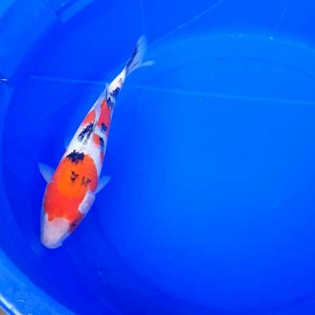 Sanke 28 cm