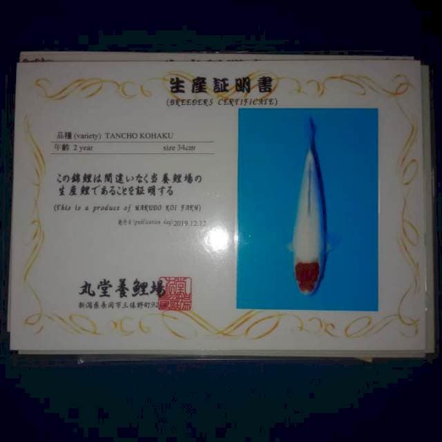 Tancho kohaku bulky import size 35 cm