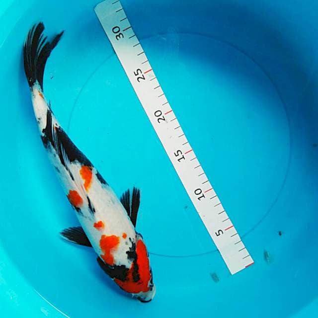 Showa 32cm