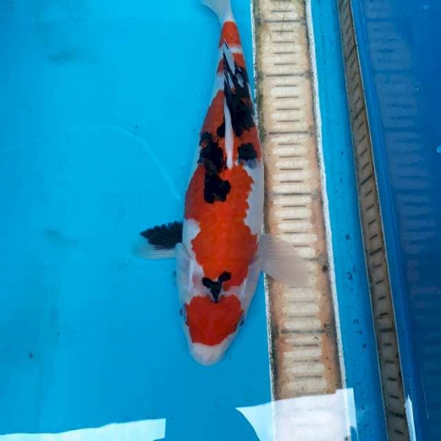Maruten 32 cm