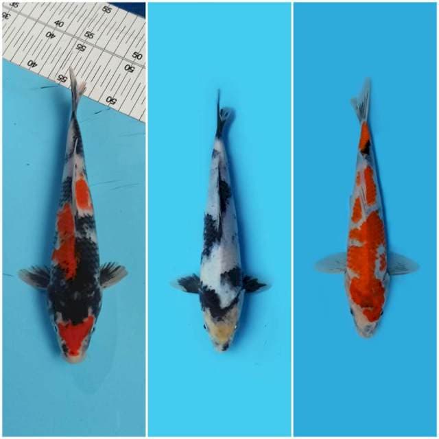 Mix Asik 1 ● 24 cm - 23 cm - 27 cm
