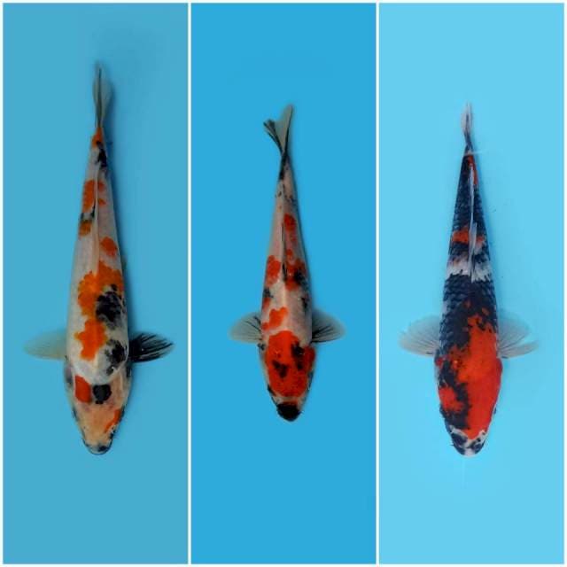 Mix Asik 2 ● 25 cm - 26 cm - 28 cm