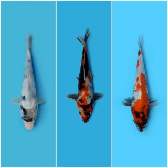 Mix Asik 3 ● 21 cm - 26 cm - 30 cm