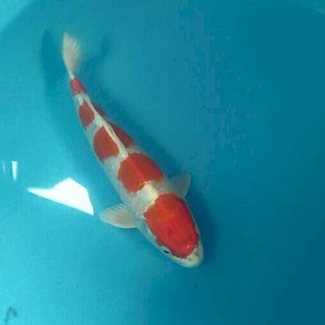 Sakura Ogon, male 29 cm