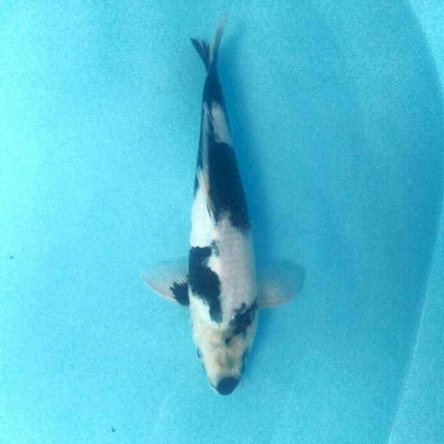 Shiro, 31 cm