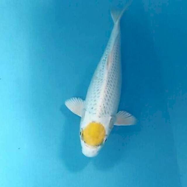 Tancho Hariwake, 28 cm