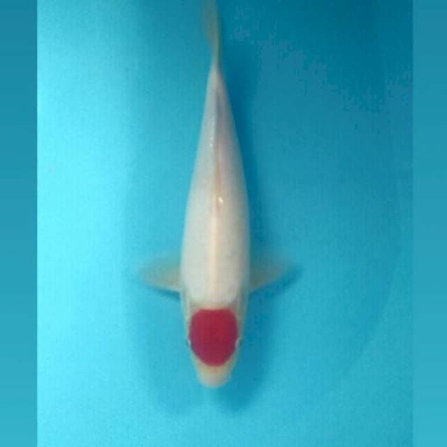 Tancho Kohaku, male 30 cm