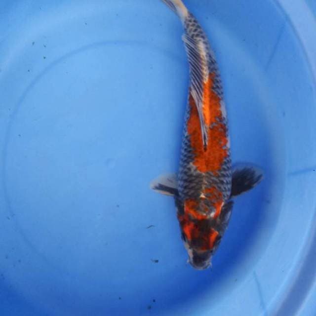 Kage showa 30cm male