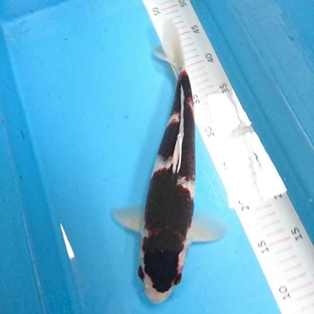 budho goromo 33 cm
