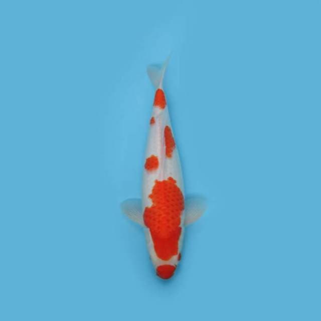 KOHAKU KUCIBENI - CANTIK