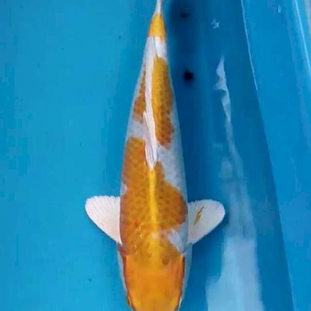 Hariwake 30 cm