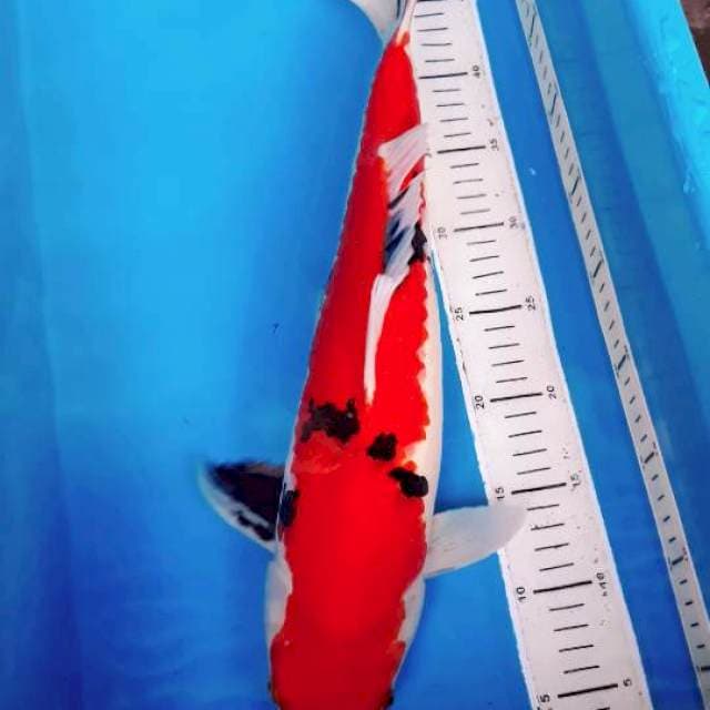 Sanke stubosumi 48 cm