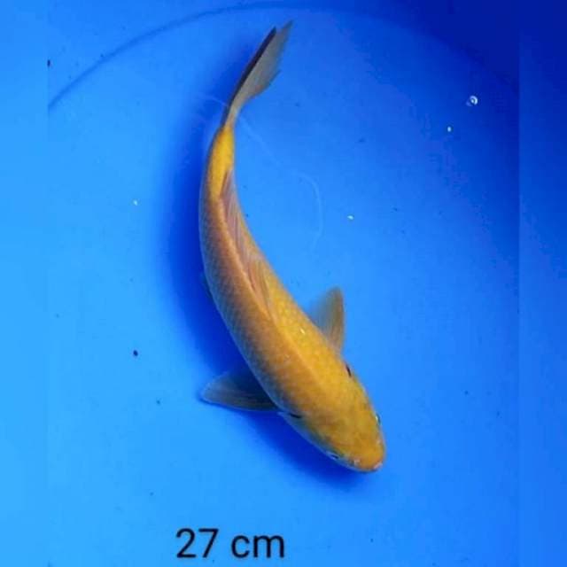 Karashi mata merah berpunuk 27 cm