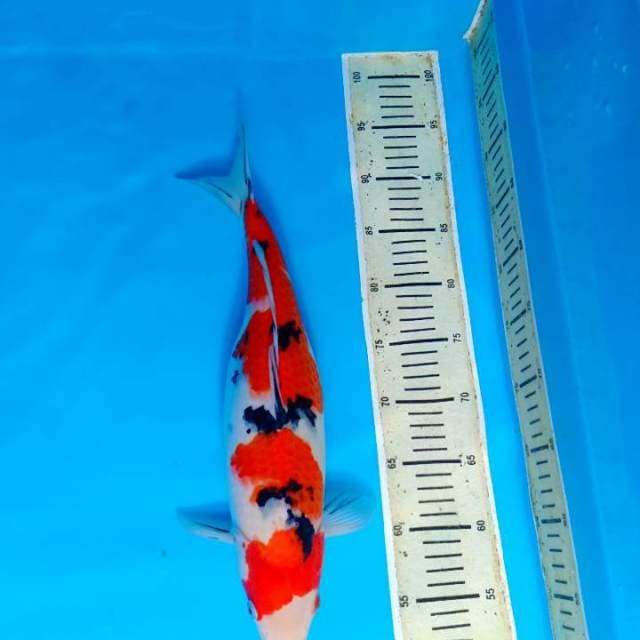 Sanke 43cm