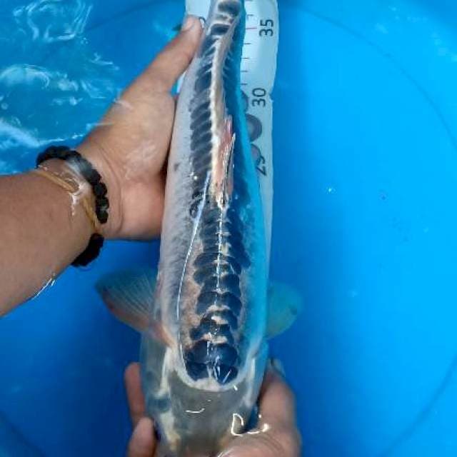 Suzui 40cm