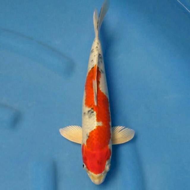 Okawa Yamato Nishiki