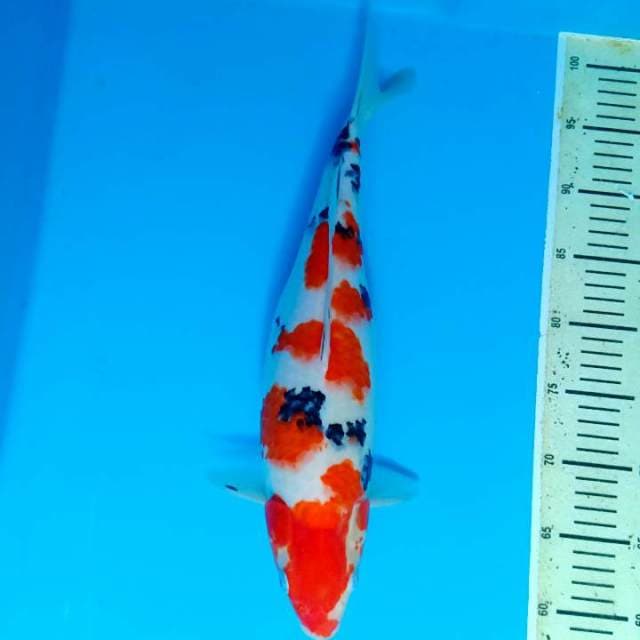Sanke 42cm