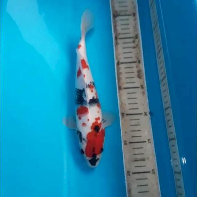 Showa 30cm