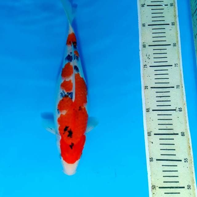 Sanke 36cm